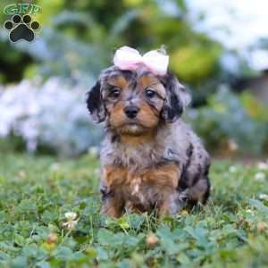 Bailey, Cavapoo Puppy